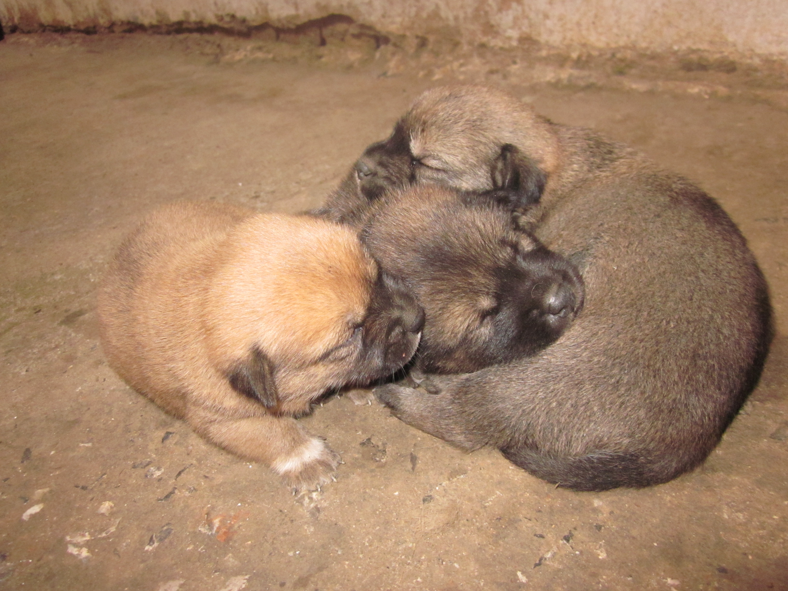 有点萌哦299 / 作者:么么崽 / 帖子ID:20819