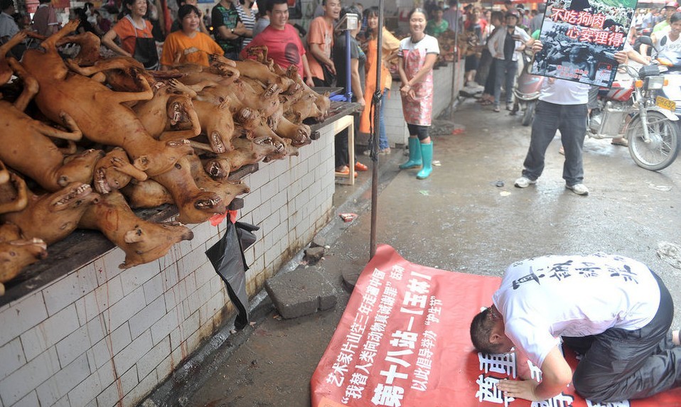 广西玉林男子在狗肉市场下跪谢罪872 / 作者:小锋 / 帖子ID:21039