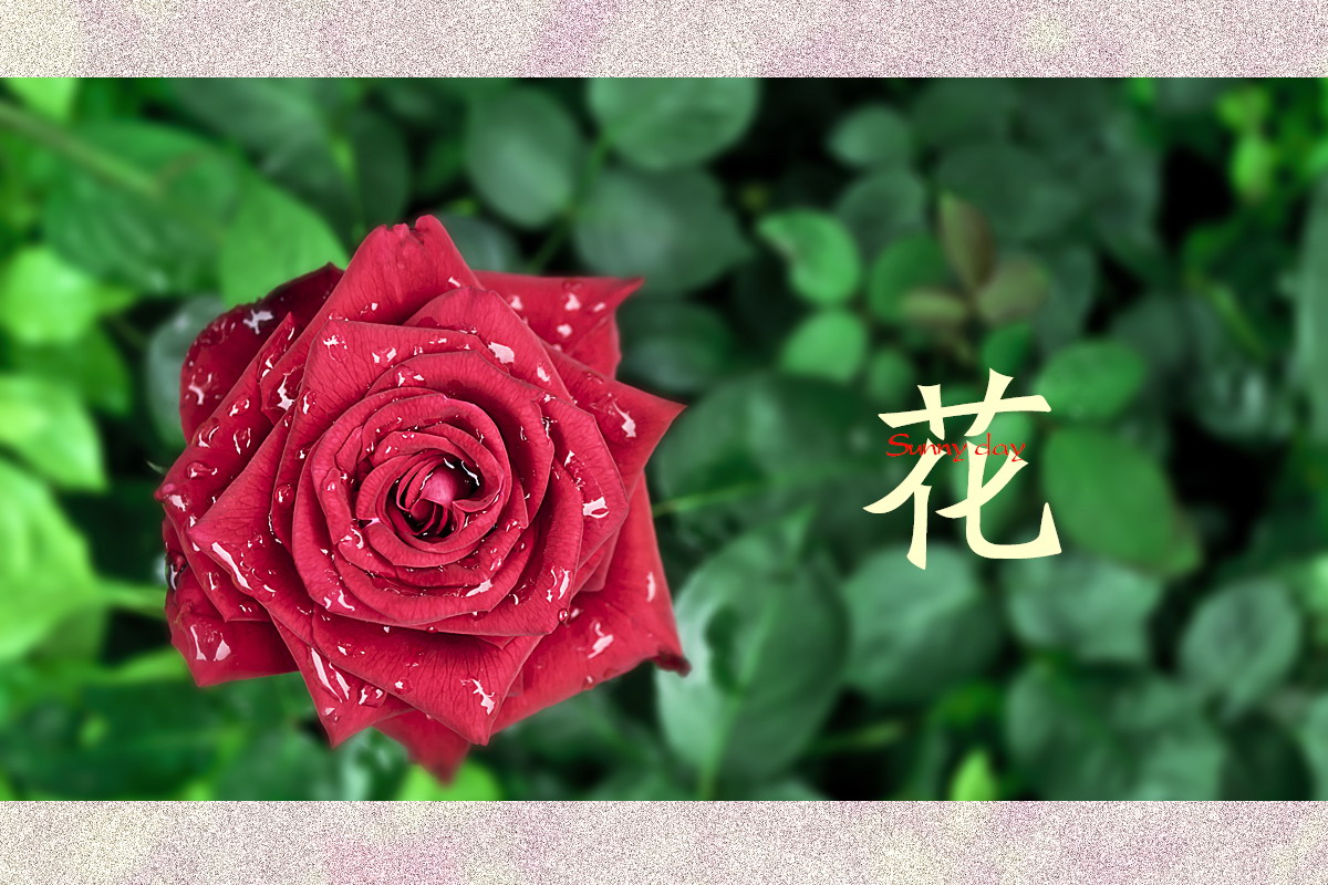 花586 / 作者:晴天 / 帖子ID:21169