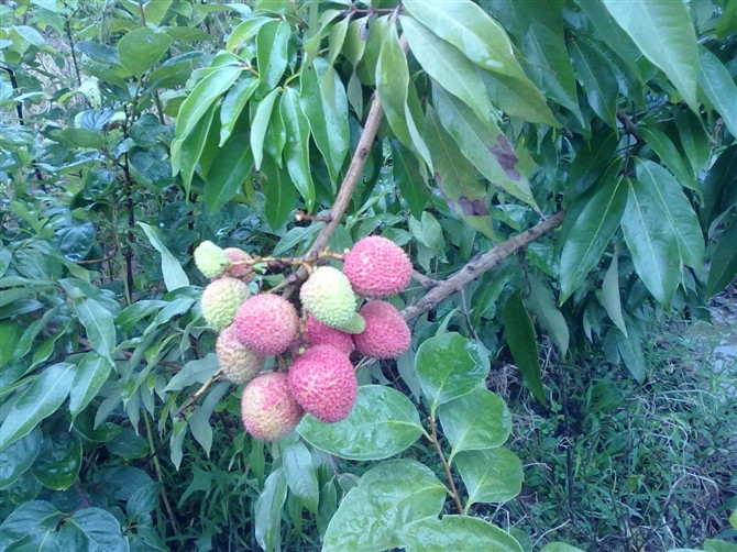 自己种的荔枝差不多熟了987 / 作者:彼岸行走的花 / 帖子ID:21171