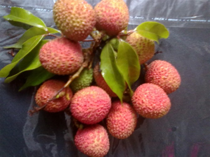 自己种的荔枝差不多熟了100 / 作者:彼岸行走的花 / 帖子ID:21171