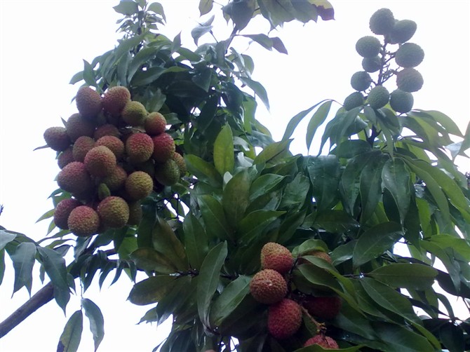 自己种的荔枝差不多熟了959 / 作者:彼岸行走的花 / 帖子ID:21171