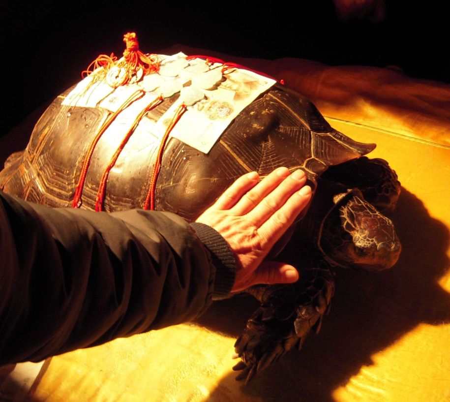 用千年古龟撞“鸿运”该不该827 / 作者:诺基亚三星服务 / 帖子ID:21262