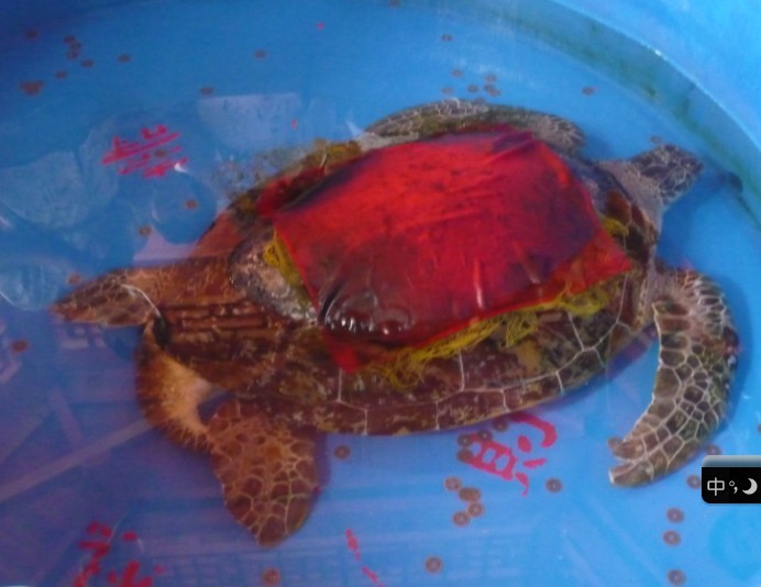 用千年古龟撞“鸿运”该不该999 / 作者:懒猫猫 / 帖子ID:21262