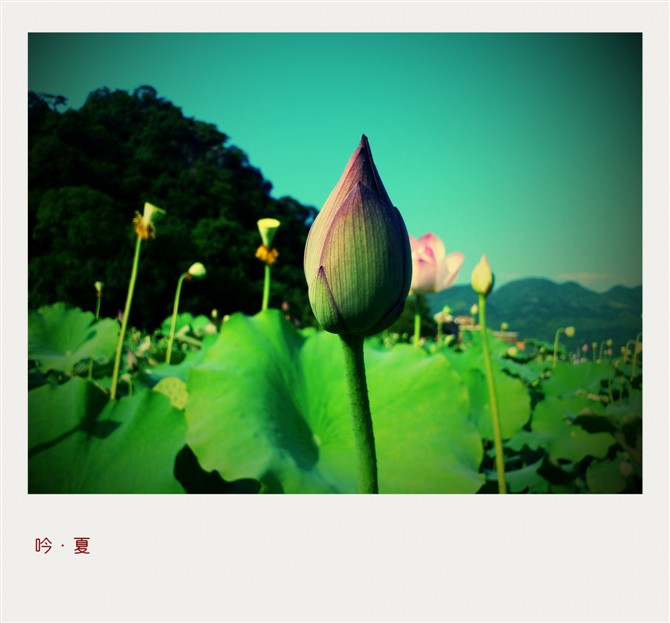 吟·夏86 / 作者:黄叶白有木有 / 帖子ID:21294