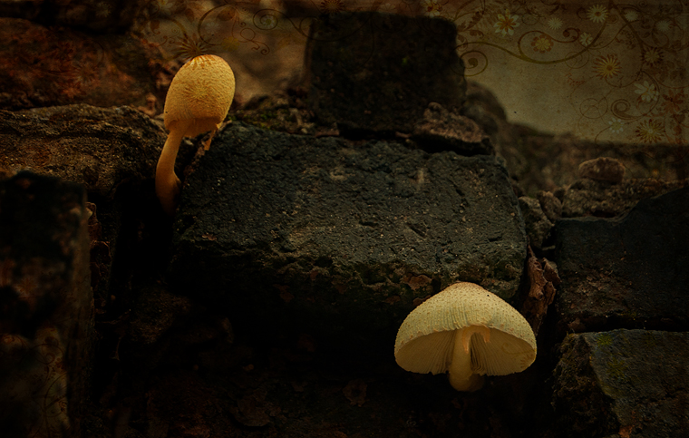 曾经的岁月465 / 作者:私想者 / 帖子ID:21473