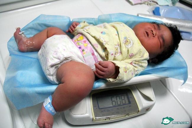 安徽芜湖诞生12斤半超级龙宝宝533 / 作者:翠峰紫阳 / 帖子ID:21504