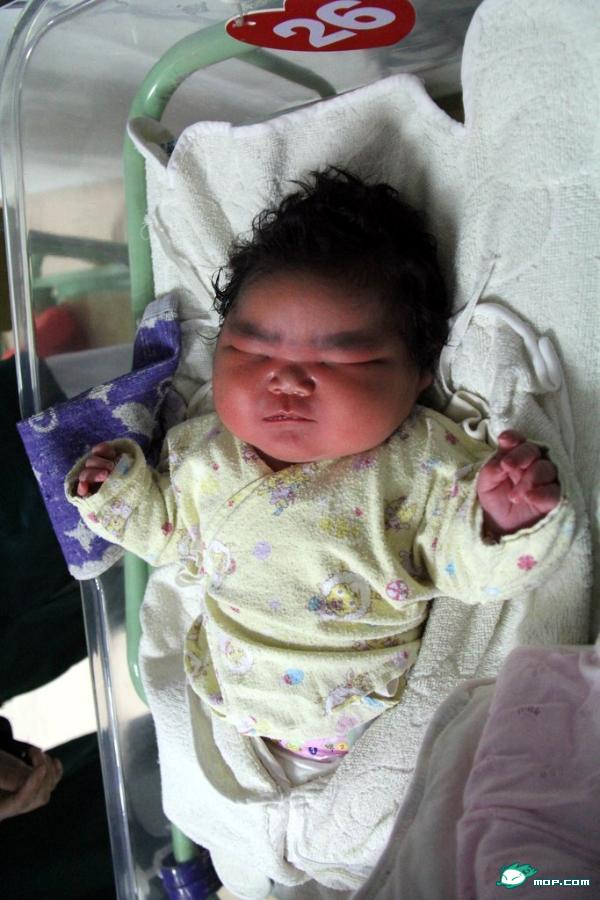 安徽芜湖诞生12斤半超级龙宝宝536 / 作者:翠峰紫阳 / 帖子ID:21504