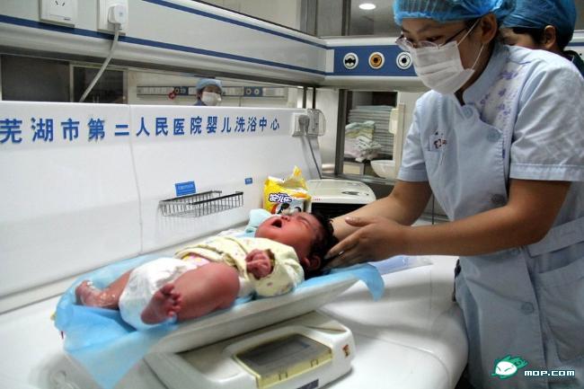 安徽芜湖诞生12斤半超级龙宝宝983 / 作者:翠峰紫阳 / 帖子ID:21504