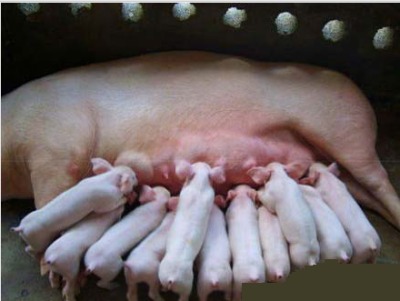 印度一妇人一次性产下一支足球队329 / 作者:桂鱼 / 帖子ID:21537