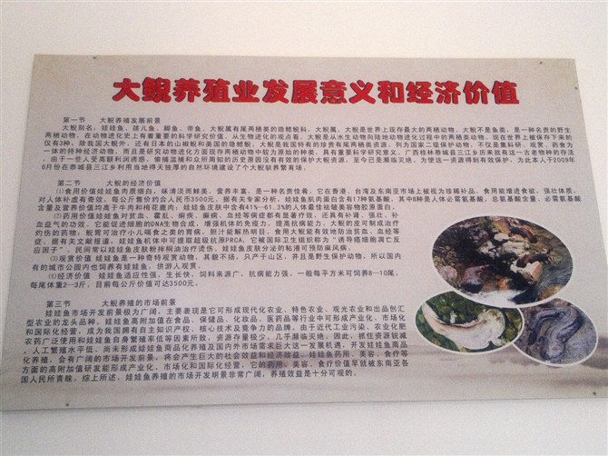 桂林恭城首家大鲵（娃娃鱼）驯养繁育基地702 / 作者:雨楼 / 帖子ID:21577