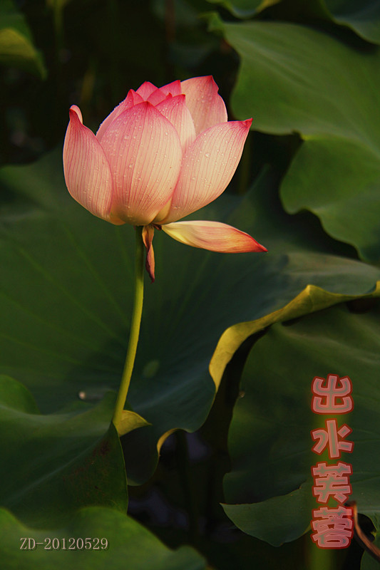 荷536 / 作者:其修远 / 帖子ID:21685