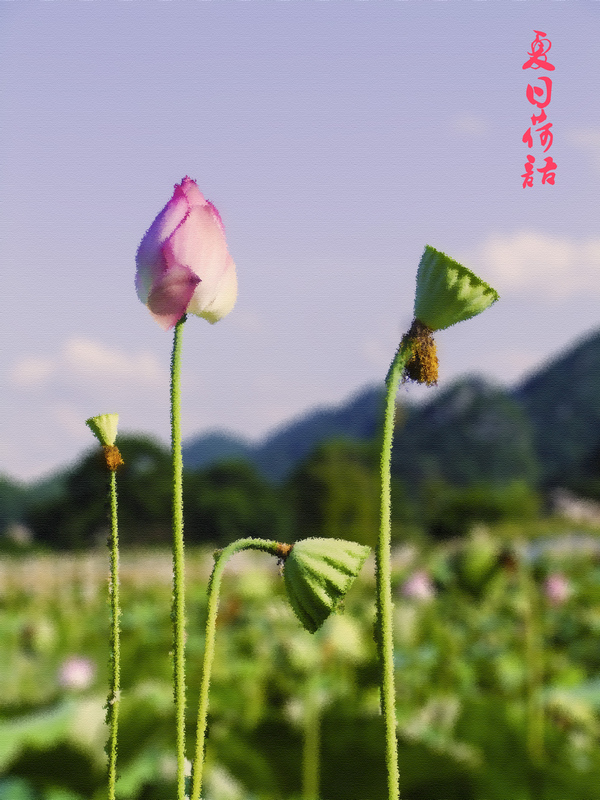 夏日荷语600 / 作者:瑶仁 / 帖子ID:21738