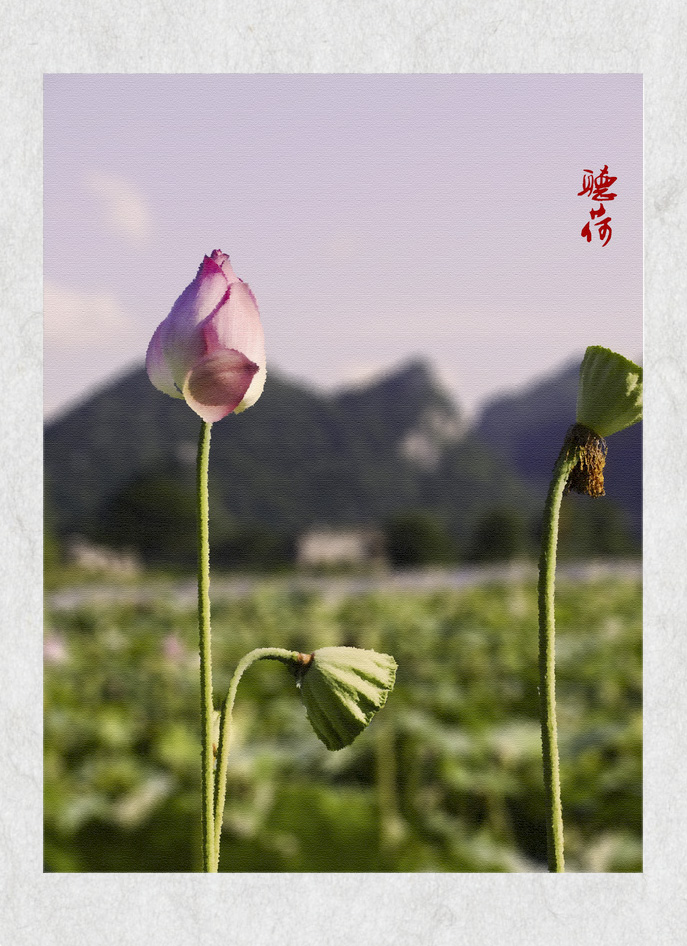 夏日荷语517 / 作者:瑶仁 / 帖子ID:21738