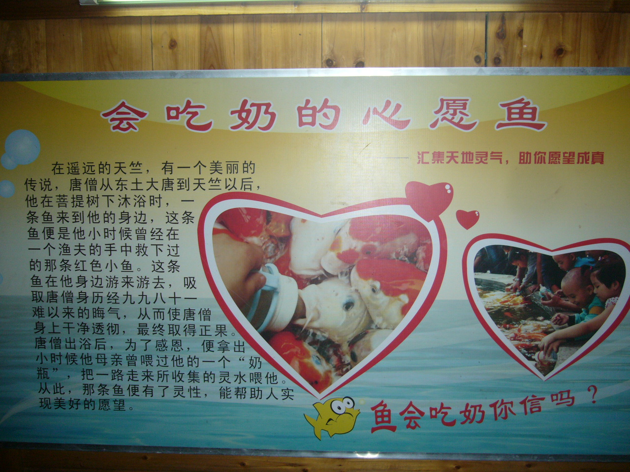 鱼会吃奶你信吗???997 / 作者:罗少爷 / 帖子ID:21754