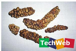 这些食物你敢吃吗？662 / 作者:翠峰紫阳 / 帖子ID:21759