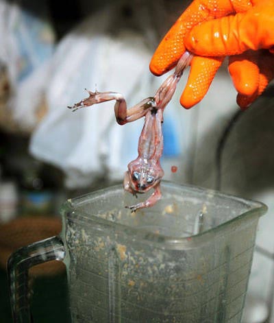 这些食物你敢吃吗？232 / 作者:翠峰紫阳 / 帖子ID:21759