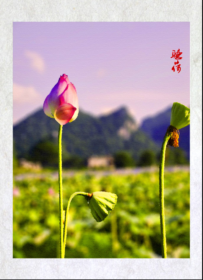 夏日荷语374 / 作者:瑶仁 / 帖子ID:21738