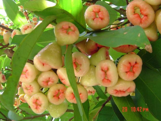 这个是什么？628 / 作者:缯矝擁銪 / 帖子ID:21946