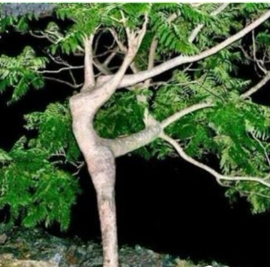 树长得太邪恶了：据说主人被罚款248 / 作者:桂鱼 / 帖子ID:22010