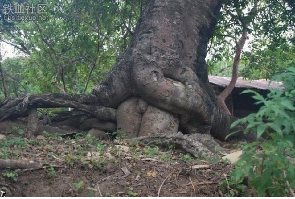 树长得太邪恶了：据说主人被罚款761 / 作者:桂鱼 / 帖子ID:22010