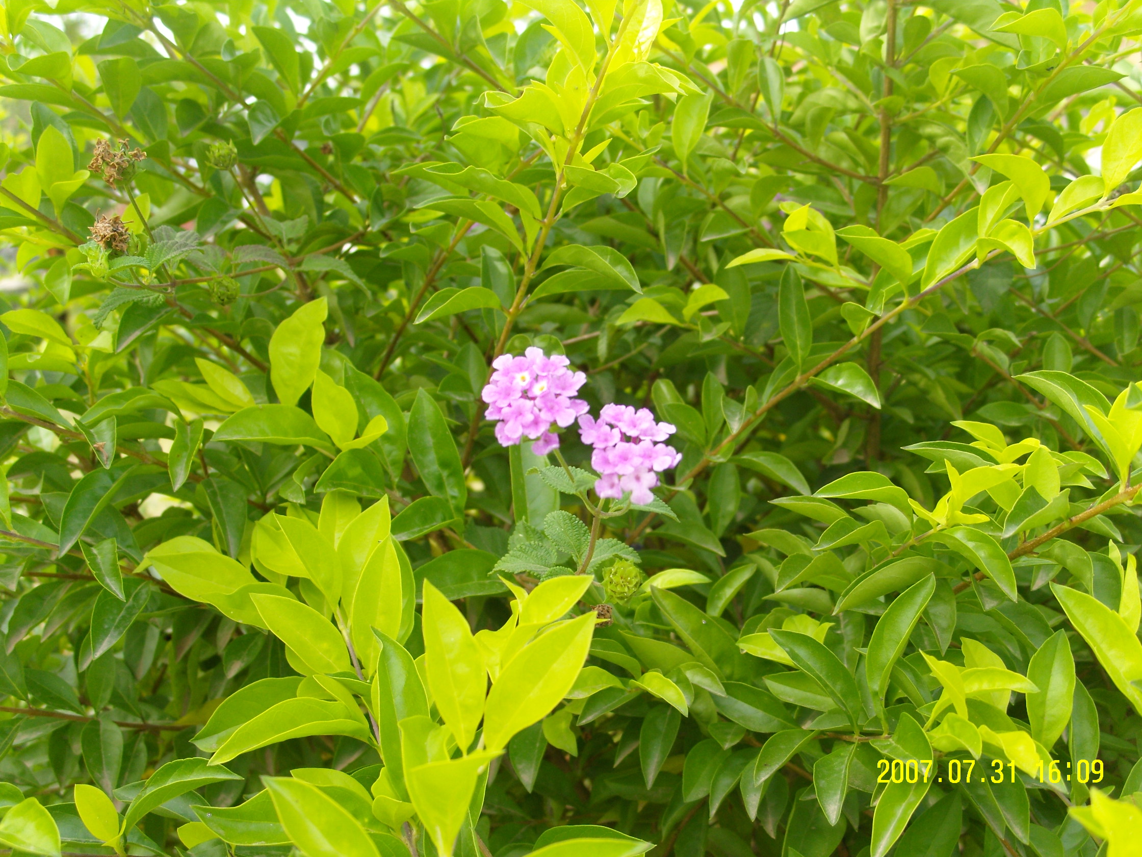茶江河畔的照片218 / 作者:采菊东篱下 / 帖子ID:22096