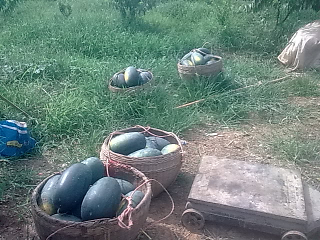 我的黑美人-------我做主！------丰收的喜悦！933 / 作者:十滴水 / 帖子ID:22142