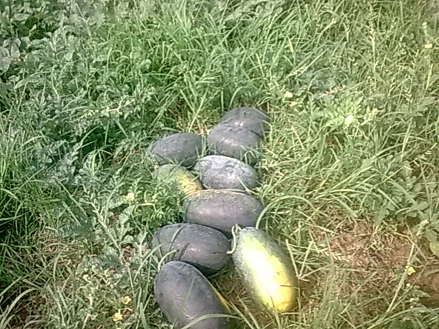 我的黑美人-------我做主！------丰收的喜悦！218 / 作者:十滴水 / 帖子ID:22142