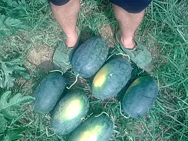 我的黑美人-------我做主！------丰收的喜悦！703 / 作者:十滴水 / 帖子ID:22142