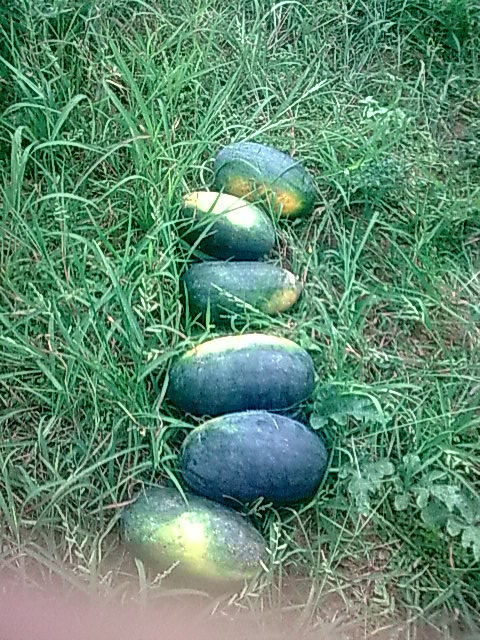 我的黑美人-------我做主！------丰收的喜悦！705 / 作者:十滴水 / 帖子ID:22142