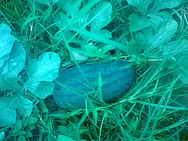 我的黑美人-------我做主！------丰收的喜悦！248 / 作者:十滴水 / 帖子ID:22142