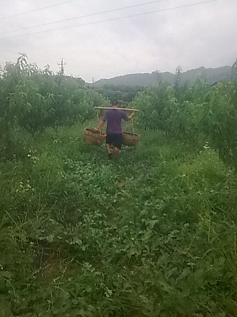 我的黑美人-------我做主！------丰收的喜悦！696 / 作者:十滴水 / 帖子ID:22142