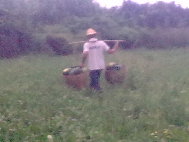 我的黑美人-------我做主！------丰收的喜悦！350 / 作者:十滴水 / 帖子ID:22142