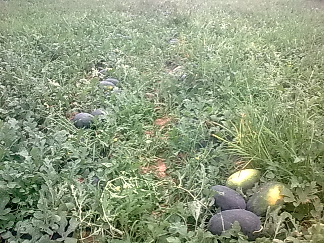 我的黑美人-------我做主！------丰收的喜悦！513 / 作者:十滴水 / 帖子ID:22142