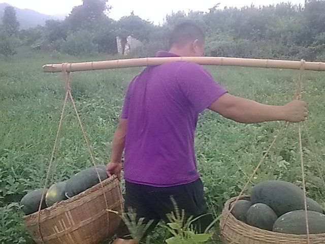 我的黑美人-------我做主！------丰收的喜悦！805 / 作者:十滴水 / 帖子ID:22142