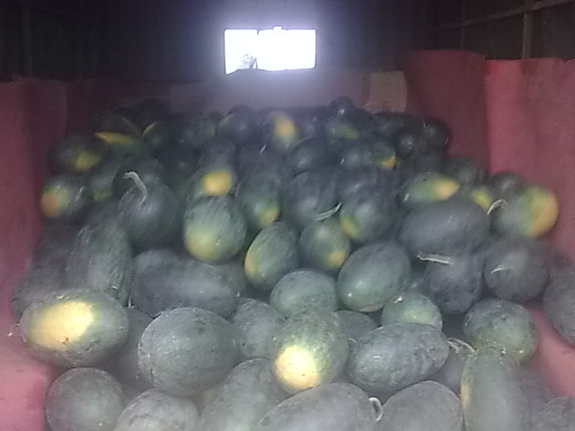 我的黑美人-------我做主！------丰收的喜悦！75 / 作者:十滴水 / 帖子ID:22142