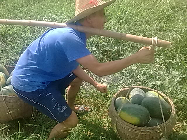 我的黑美人-------我做主！------丰收的喜悦！422 / 作者:十滴水 / 帖子ID:22142