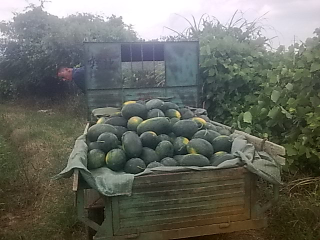 我的黑美人-------我做主！------丰收的喜悦！705 / 作者:十滴水 / 帖子ID:22142