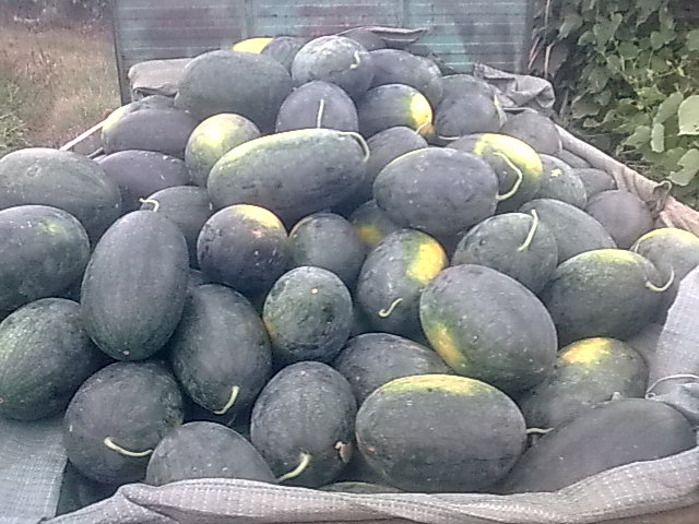 我的黑美人-------我做主！------丰收的喜悦！287 / 作者:十滴水 / 帖子ID:22142