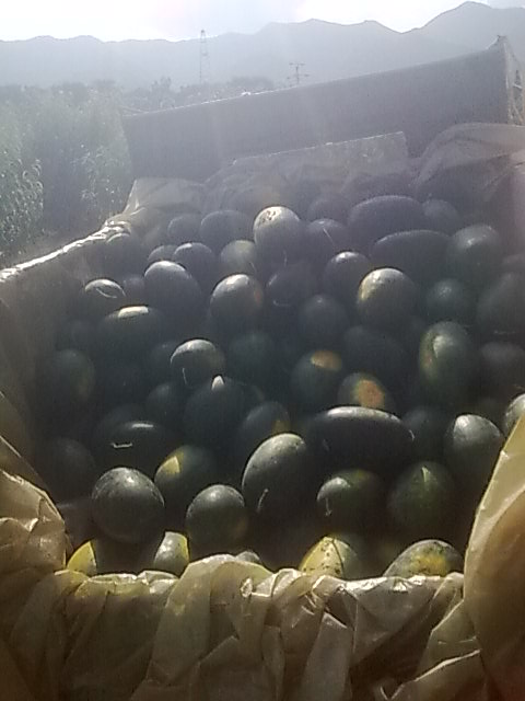 我的黑美人-------我做主！------丰收的喜悦！970 / 作者:十滴水 / 帖子ID:22142