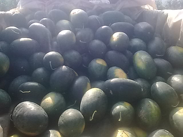 我的黑美人-------我做主！------丰收的喜悦！696 / 作者:十滴水 / 帖子ID:22142