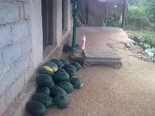 我的黑美人-------我做主！------丰收的喜悦！719 / 作者:十滴水 / 帖子ID:22142