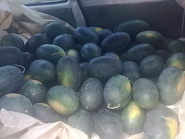 我的黑美人-------我做主！------丰收的喜悦！914 / 作者:十滴水 / 帖子ID:22142