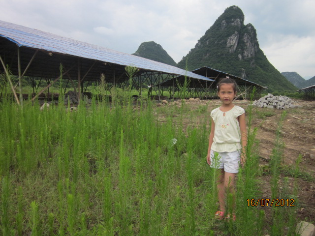 不知以后会有污染吗？加会的鸭场要转移在白燕村基地养殖了！989 / 作者:十滴水 / 帖子ID:22144