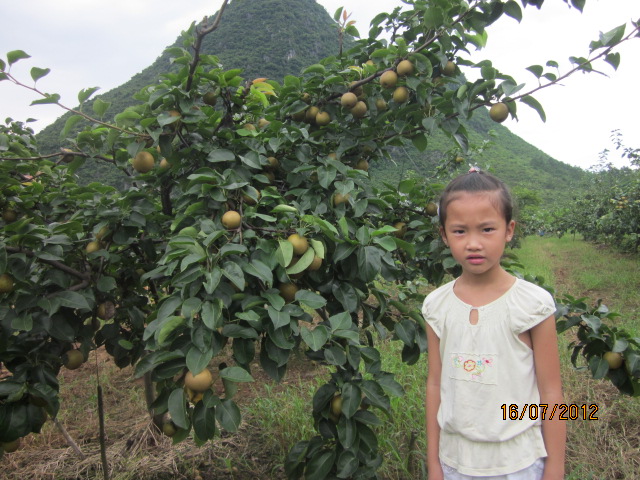 这相有-------“梨”----了！679 / 作者:十滴水 / 帖子ID:22299