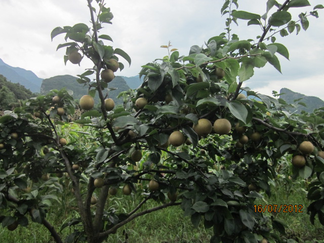 这相有-------“梨”----了！934 / 作者:十滴水 / 帖子ID:22299