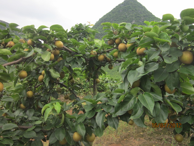 这相有-------“梨”----了！81 / 作者:十滴水 / 帖子ID:22299