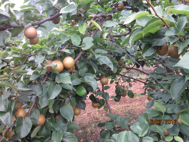 这相有-------“梨”----了！896 / 作者:十滴水 / 帖子ID:22299