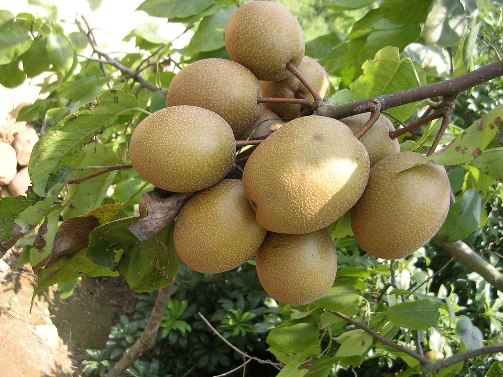 这相有-------“梨”----了！781 / 作者:桂鱼 / 帖子ID:22299