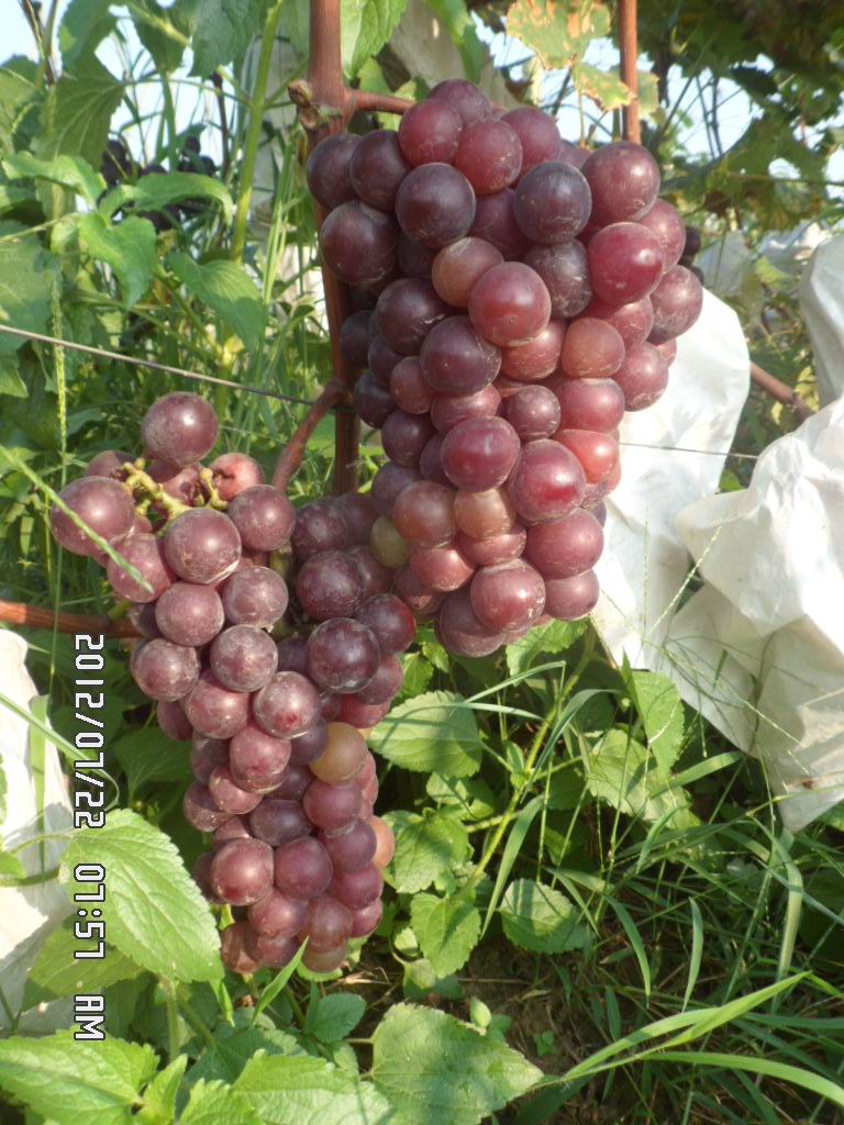 《葡萄熟了》  记录卖葡萄，天天更新 。。。。292 / 作者:坚强的硬汉 / 帖子ID:22491